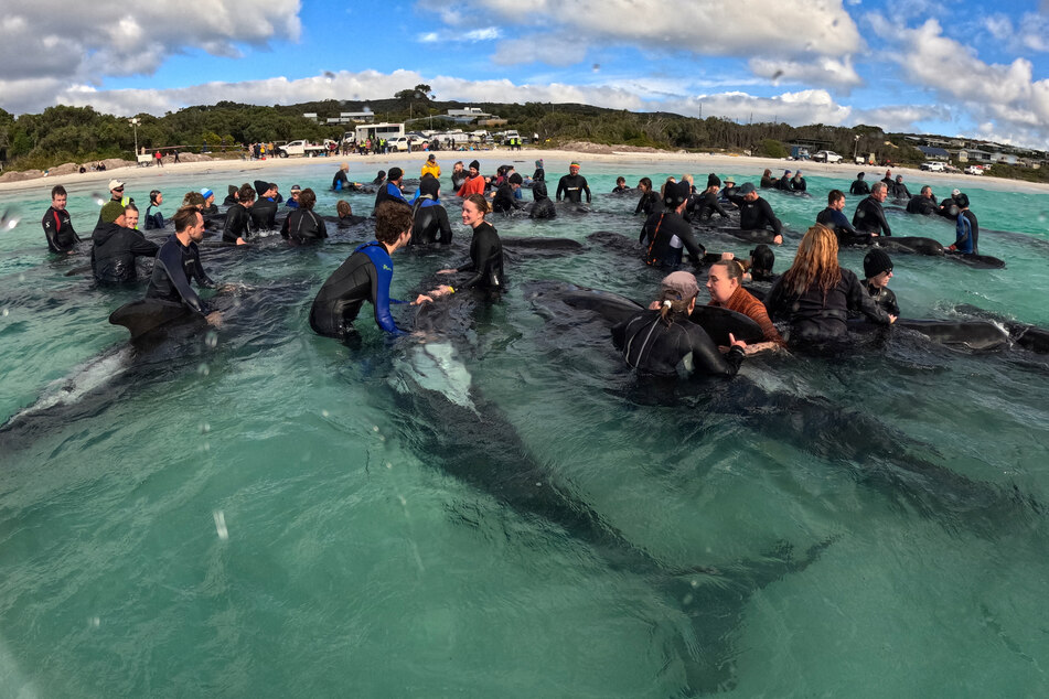 Volunteers work to keep a pod of long-finned pilot whales alive near Cheynes Beach east of Albany, Australia.