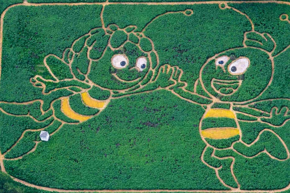 Grandiose Idee: Biene Maja und ihr Freund Willi sind Grundlage für ein Labyrinth.