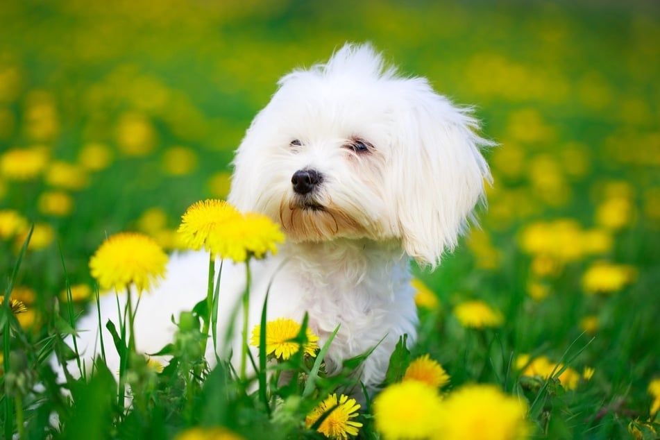 Is there anything cuter, or any animal more ready for a hug, than the Maltese?