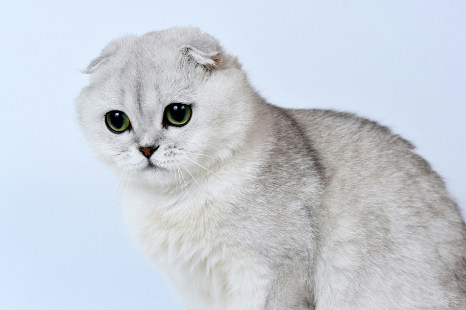 It is a little less surprising that the Scottish fold is so popular.