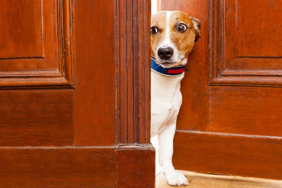 Der Hund des 51-jährigen Anwohners hatte die Einbrecher genau im Blick. (Symbolbild)