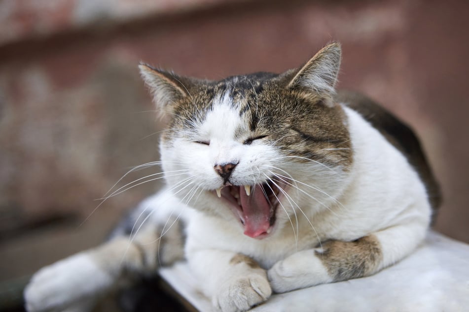 Wenn Katzen lachen könnten, würden sie diese Witze lieben!