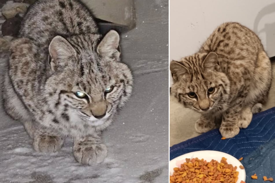 Diesen Vierbeiner nahm eine Frau aus Nebraska in der Annahme, einer Hauskatze zu helfen, bei sich auf.