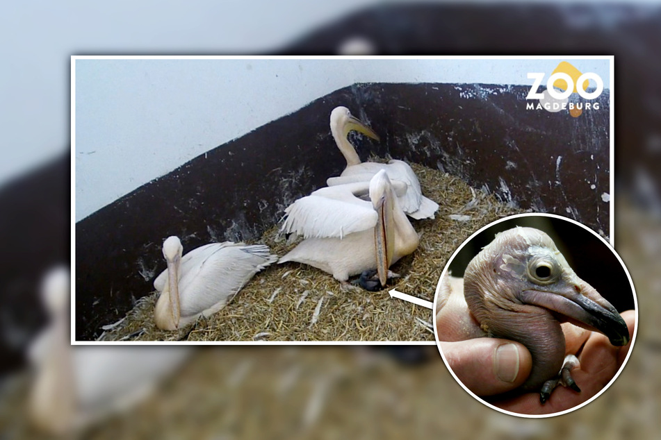 Rosa und ohne Federn: Zoo Magdeburg freut sich über Pelikan-Nachwuchs