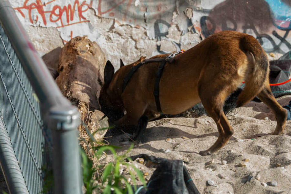 Ein Spürhund der Polizei auf der Suche nach Drogen.
