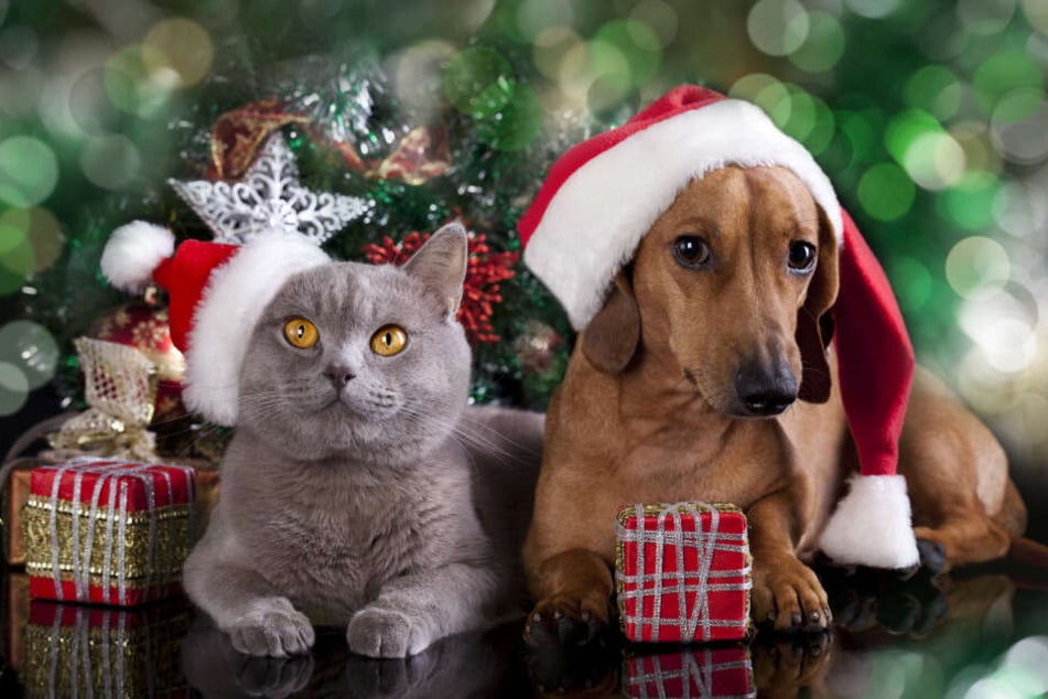 Beim Weihnachtsfest des Tierheims bekommt jeder etwas geboten.