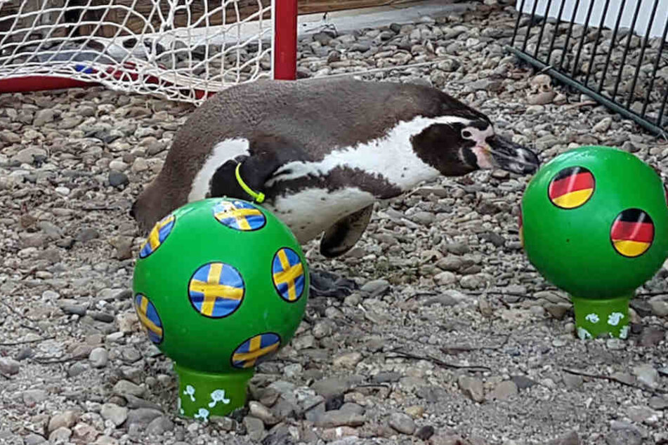 Ein gutes Omen? Pinguin Flocke stupst den deutschen Ball an.