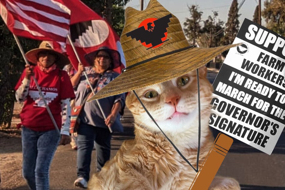 Jorts the cat marches in solidarity with United Farm Workers in California in their fight to expand union voting rights.