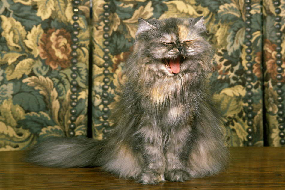 Persian cats are distinctive and come in a variety of coat types.