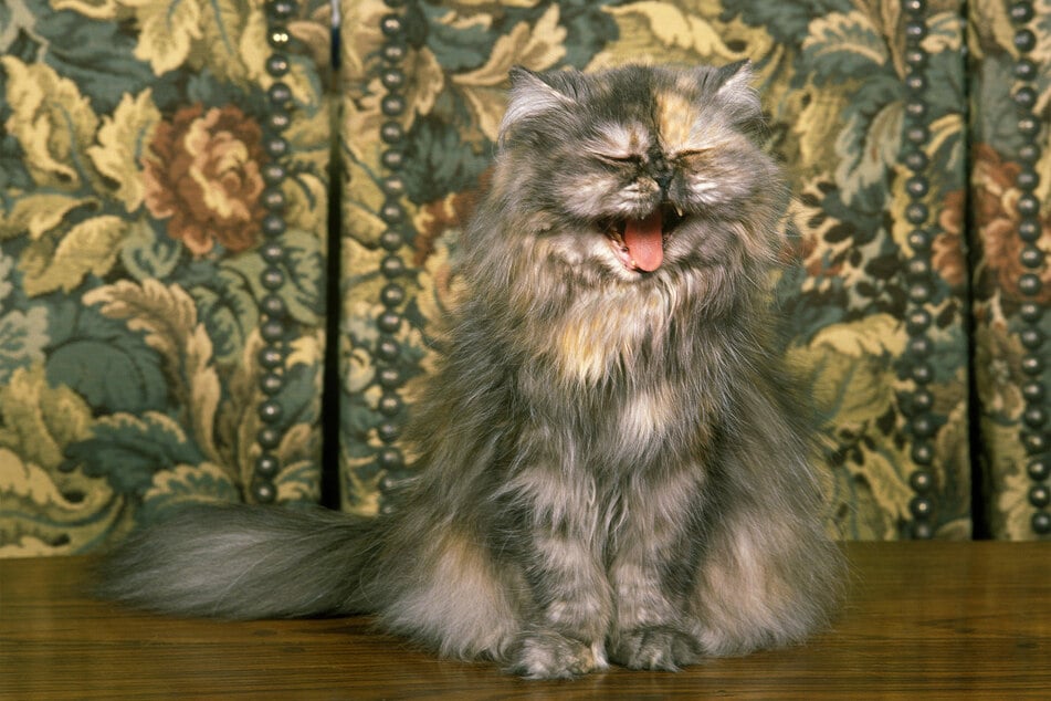 Persian cats are distinctive and come in a variety of coat types.