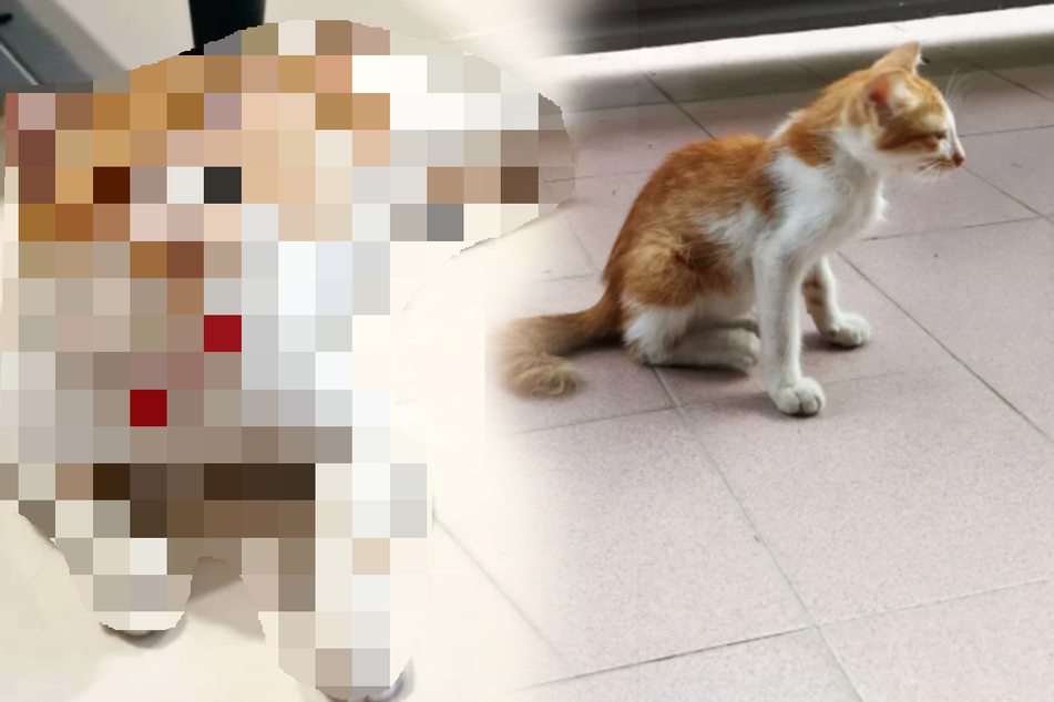 Katze sitzt total verängstigt da: Ein Jahr später ist sie nicht mehr wiederzuerkennen