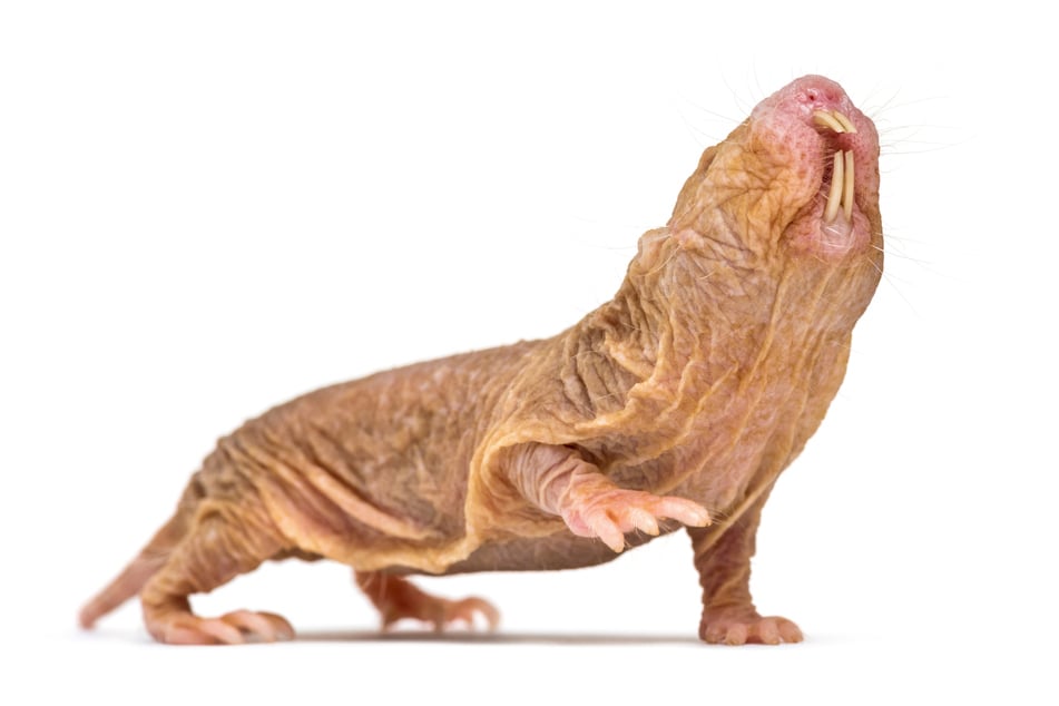 There are few creatures more ugly and weird than the naked mole rat.