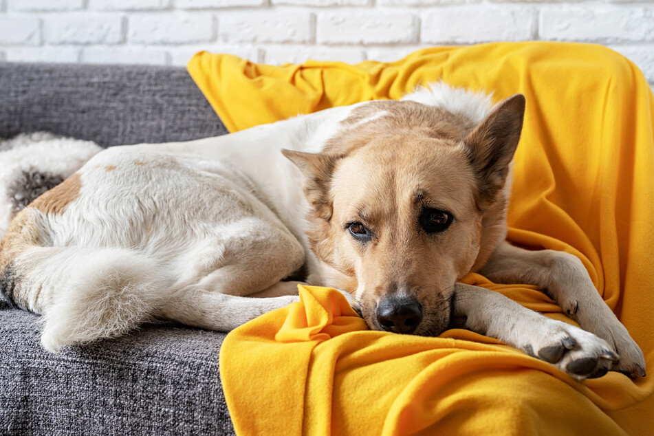 The CDC recommends not letting pets come in contact with contaminated clothing, sheets, and towels (stock image).