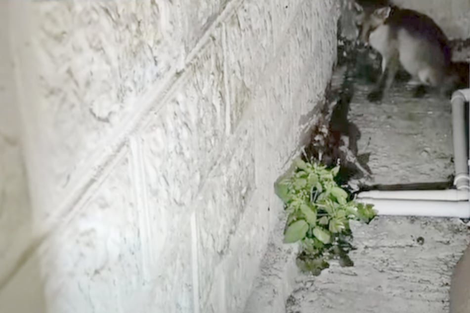 Anwohner werden von Schreien geweckt: Beim Blick aus dem Fenster wird sofort klar, dass sie Hilfe brauchen