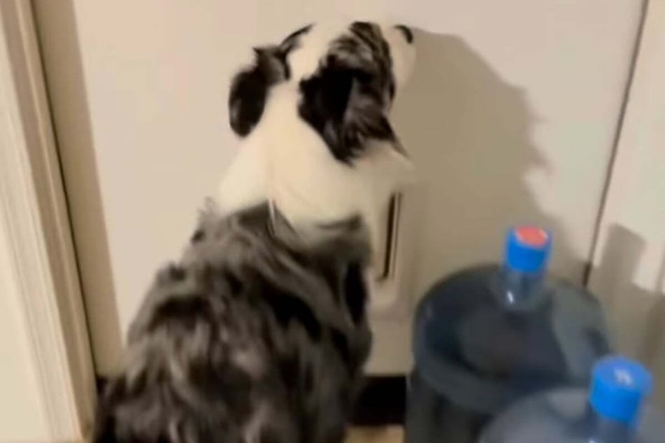 As soon as his owners arrive, Loki the dog suddenly wants nothing more to do with the cat food and wants to get back into the apartment as quickly as possible.