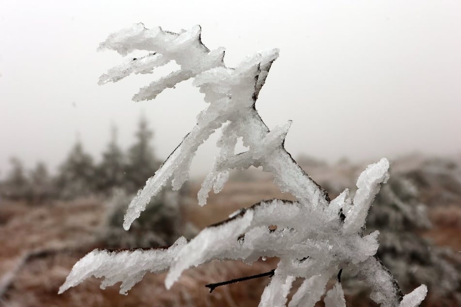 Raureif bildete sich an den Zweigen der Bäume auf dem Brocken.