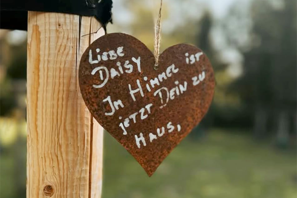 Daisy starb vor knapp zwei Jahren, nachdem vermutlich ein Hirnaneurysma in ihrem Kopf geplatzt war.
