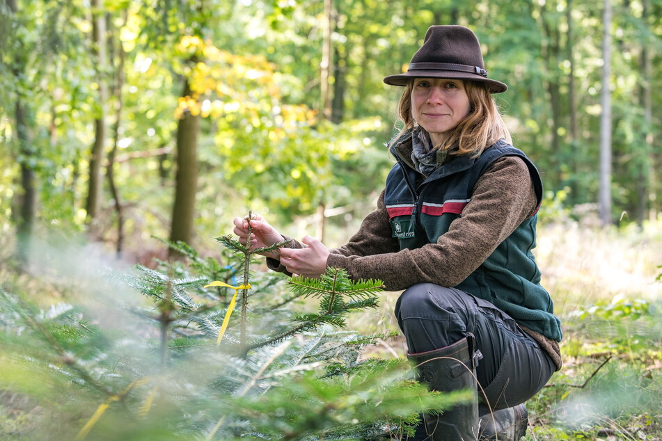Abgebissene Triebspitzen: Die Leiterin des Forstreviers Rosenthal (Sächsische Schweiz), Janett Meschkat (35), startete am Donnerstag mit der Erhebung der Wildverbissschäden.