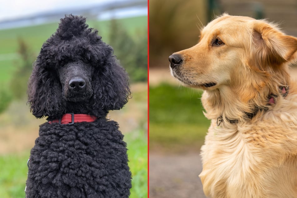 Many bigger dogs, like Golden Retrievers and Poodles, happen to also be smarter.