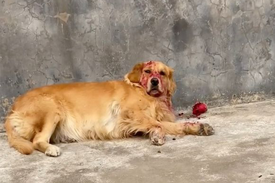 The four-legged friend ate only one dragon fruit and fell asleep afterwards.