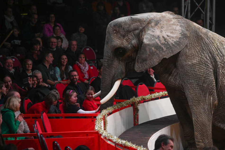 Der Elefant gehört zu den mehr als 50 Tieren, die beim 23. Dresdner Weihnachts-Circus in der Manege zu sehen waren.