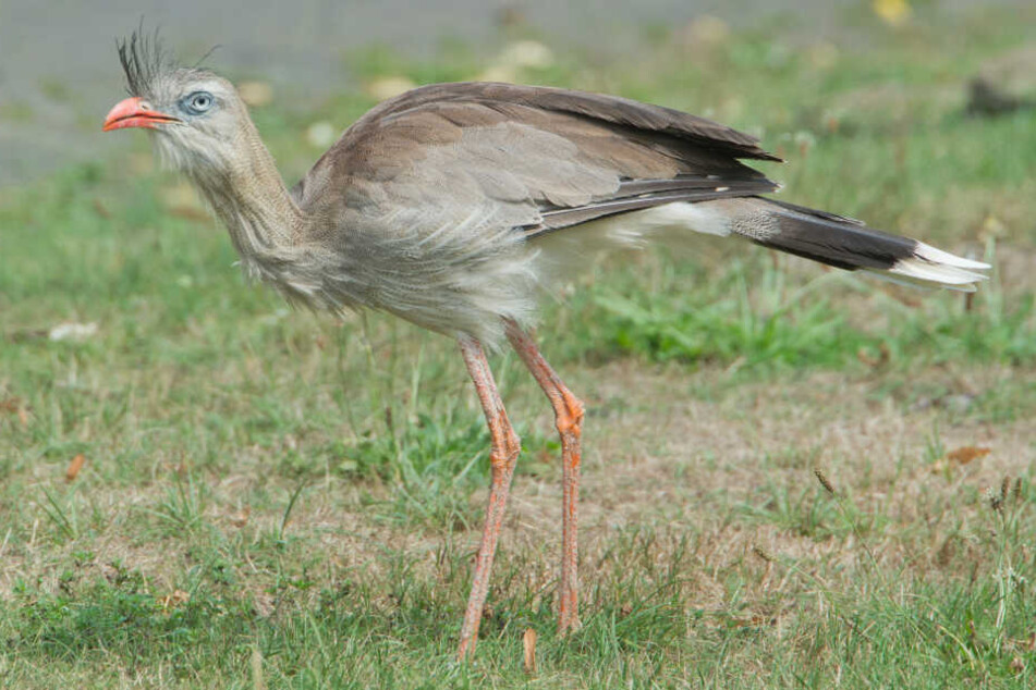 So sehen die Terrorvögel ausgewachsen aus.