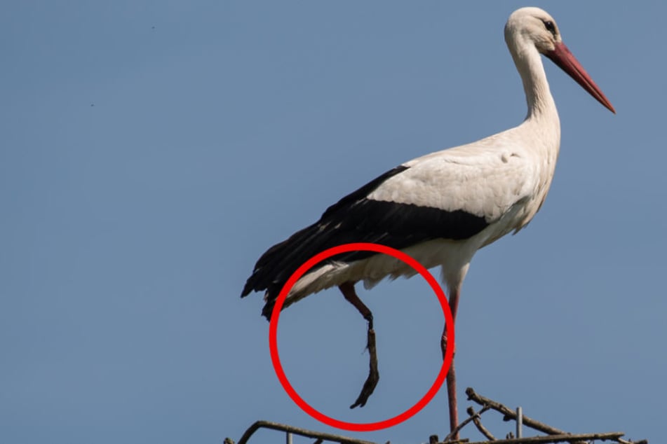 Ein Teil seines zerfetzten Beins hängt noch am Oberschenkel.