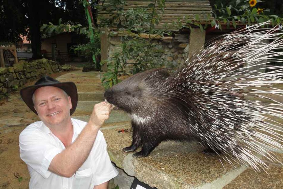 Widerborstiger Nager: Tierparkdirektor Dr. Sven Hammer (48) muss jetzt einen höheren Zaun um Weißschwanzstachelschwein Bolek (6) bauen.