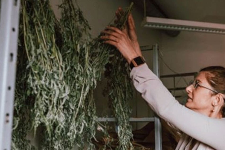 Auch Cannabis zu trocknen gehört zu den Aufgaben der Polizei.