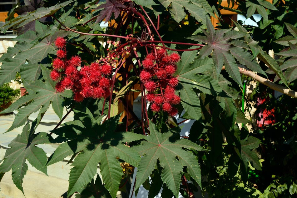 El Ricinus communis se considera el árbol más venenoso del mundo.