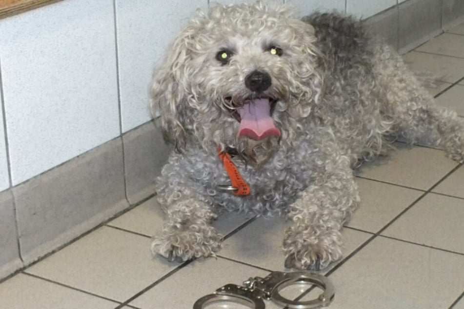Am Ende der Jagd lies sich der Pudel-Terrier Quinzy von den Polizisten "festnehmen".
