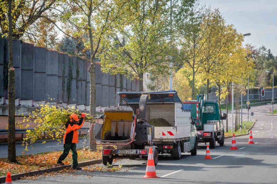 Wenn Mitarbeiter des Grünflächenamtes Bäume verschneiden, wie hier am Südring, kommt eine Menge Astwerk zusammen.