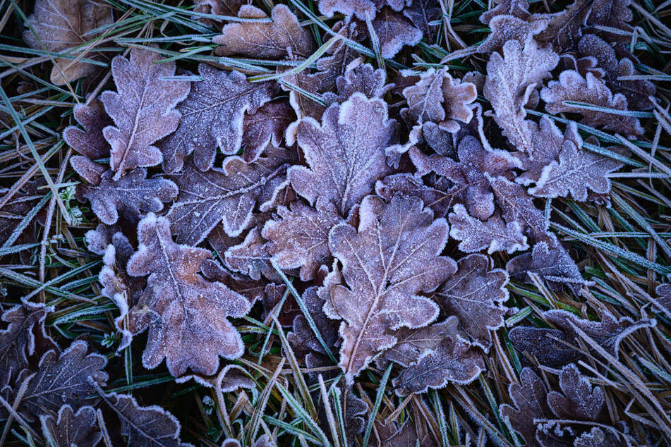 In Bodennähe ist in der Nacht zu Dienstag in Berlin und Brandenburg mit Frost zu rechnen. (Symbolfoto)