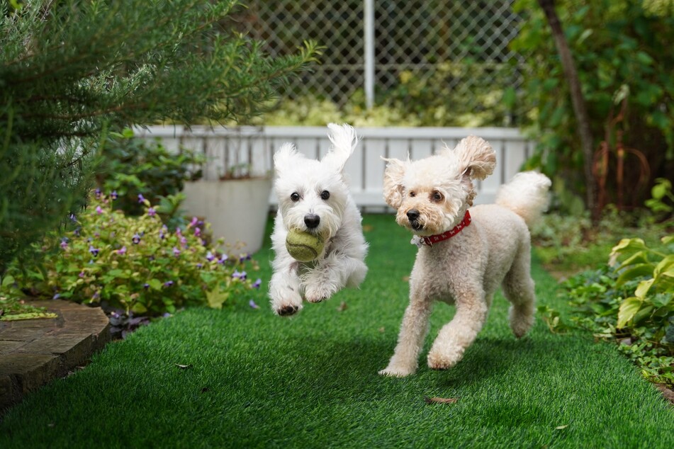 Mit diesen Hinweisen wird aus Deinem Garten ein hundefreundlicher Garten.