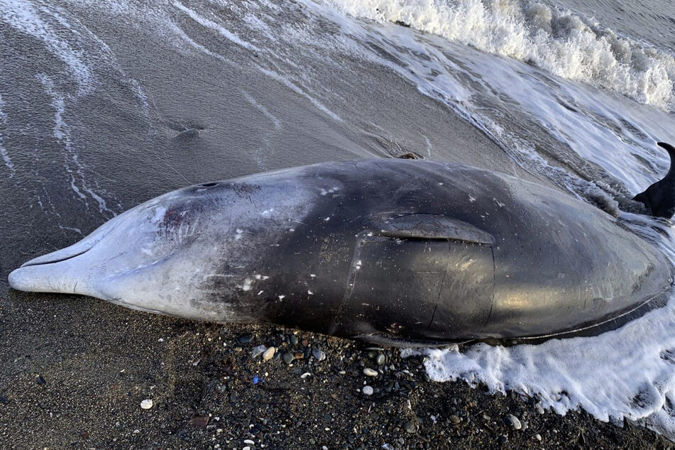 Mindestens acht Schnabelwale sind in den vergangenen Tagen an der Nordwestküste der Mittelmeerinsel Zypern angeschwemmt worden.