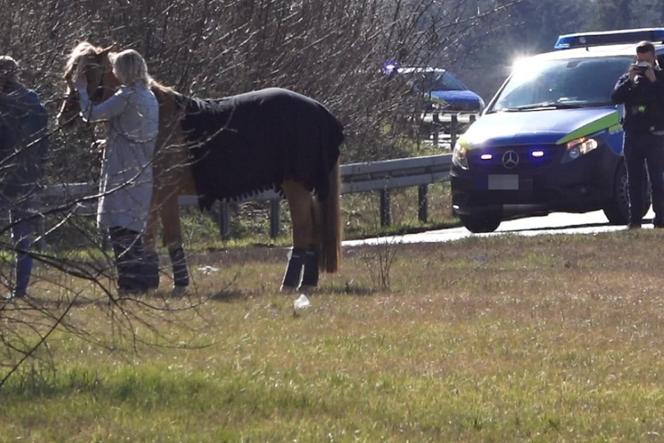 Am Sonntagmittag sorgte ein entlaufenes Pferd für eine Vollsperrung der Autobahn 67 bei Lorsch im südhessischen Kreis Bergstraße.