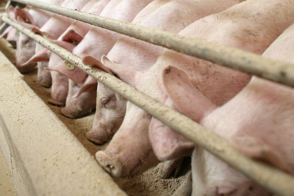 Mehr als 130 Schweine kamen bei dem Brand ums Leben. (Symbolbild)