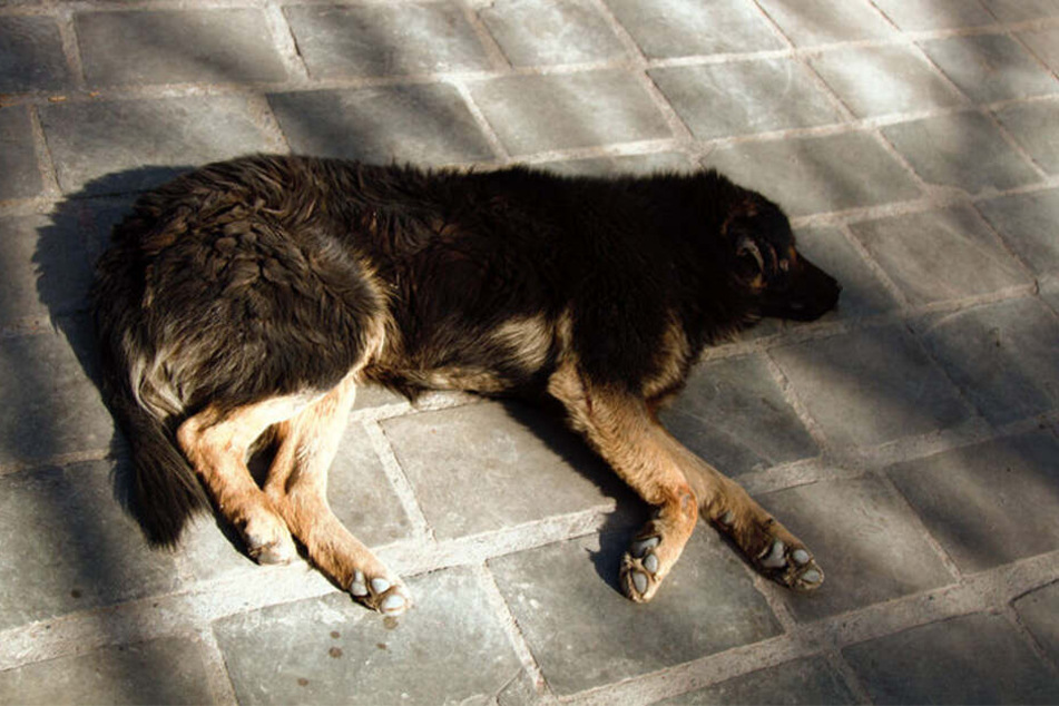 Alle Schäferhunde wurden erschossen (Symbolbild).