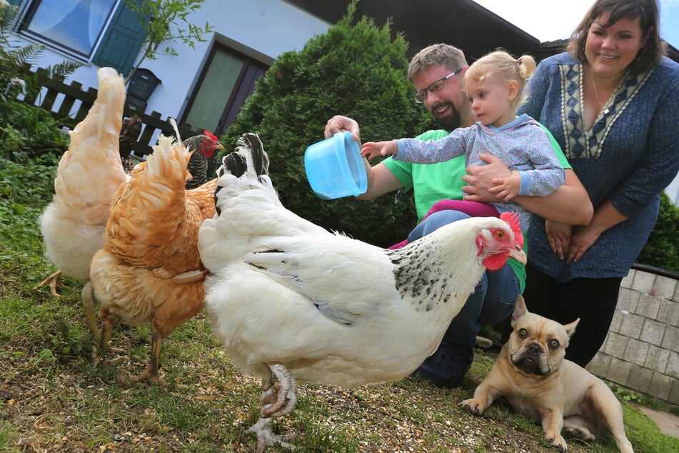 Simone und Stefan Wagner füttern mit ihrer Tochter Veronika die Hühner in ihrem Garten.