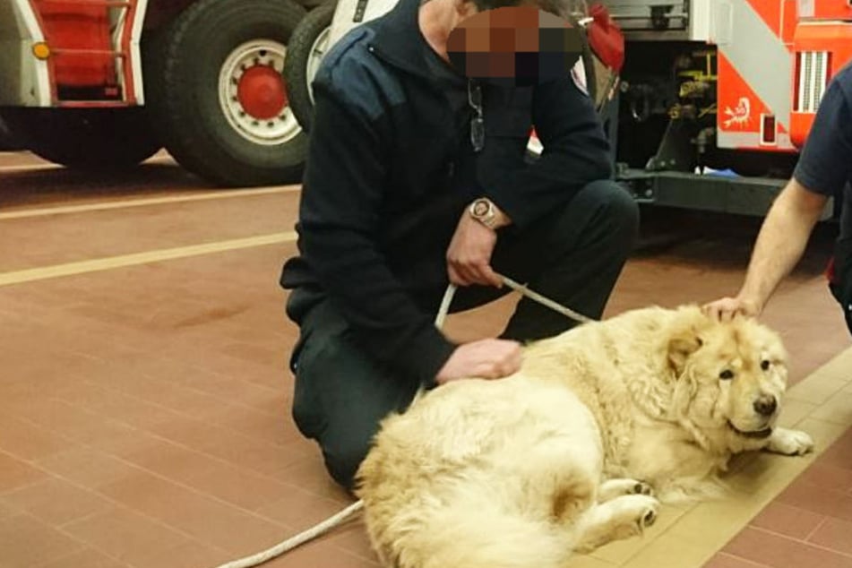 Die Herzen der Feuerwehrmänner eroberte die Hündin in kürzester Zeit.