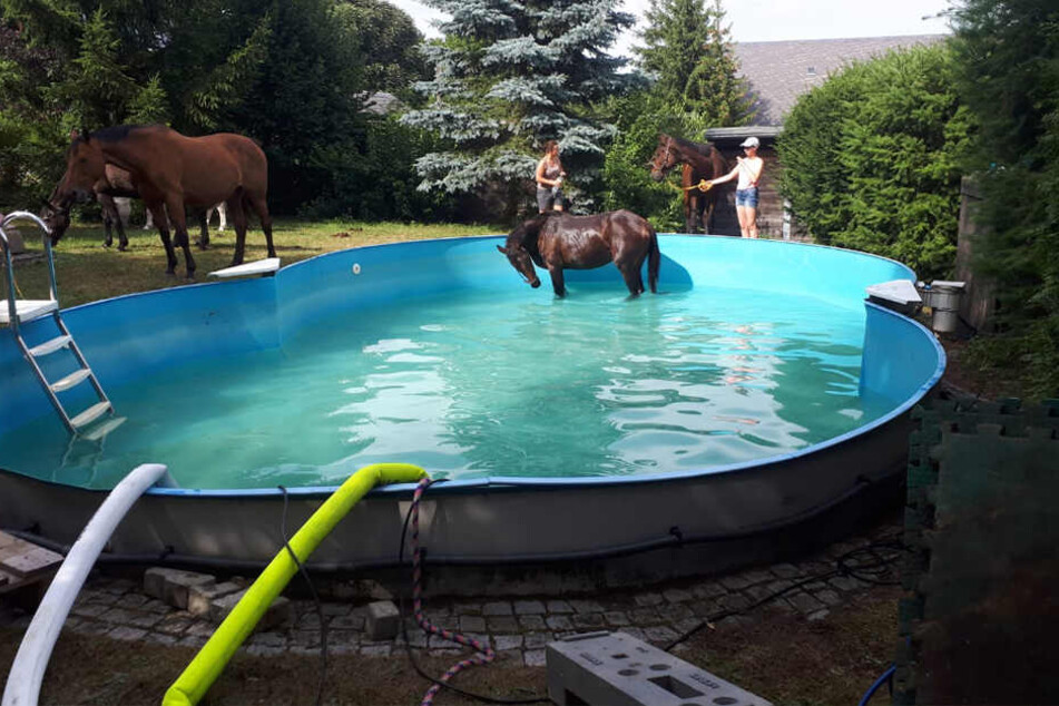Ruhig, Brauner! Damit sich das Pferd bei der Rettung wohler fühlt, bleiben seine Artgenossen bei ihm.