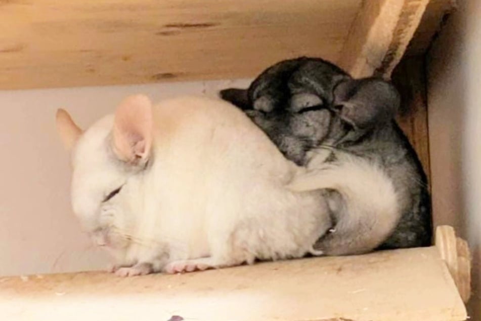 Lieblingsbeschäftigung kuscheln: Piccolino und Kiba (15) sind ein Herz und eine Seele.