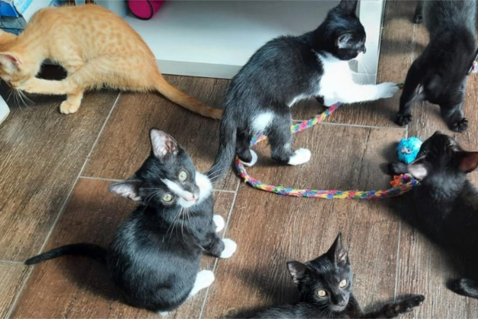 Mit verklebten Augen gefunden und aufgepäppelt: Diese Kitten hatten einen schweren Start ins Leben