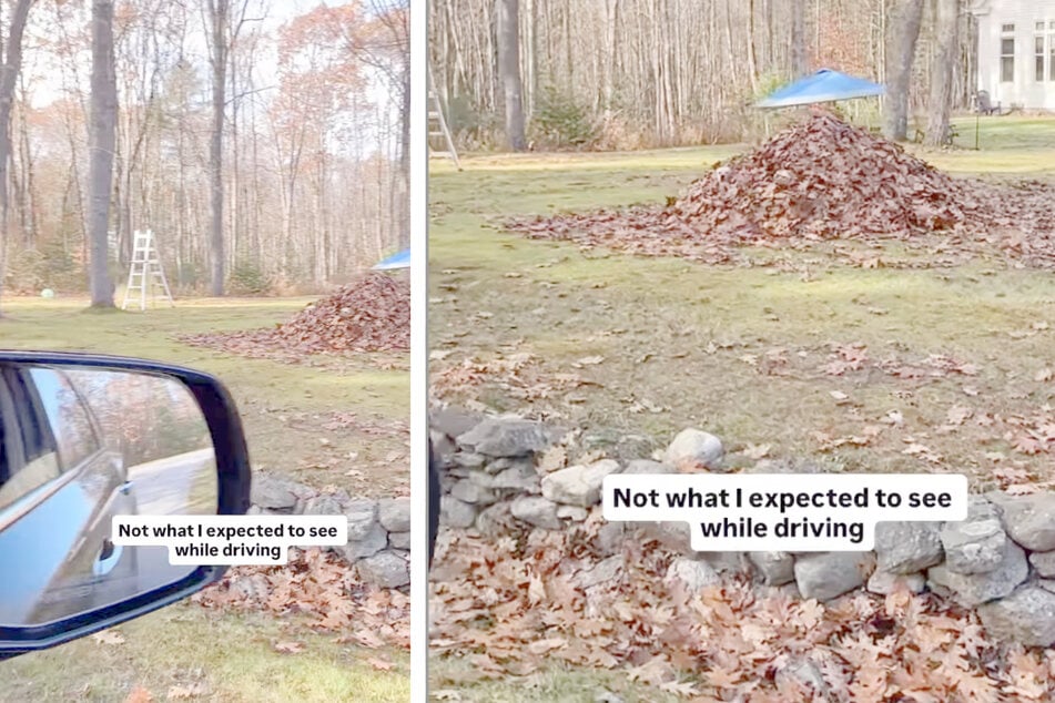 Beim Vorbeifahren bemerkte eine Autofahrerin einen merkwürdigen Blätterhaufen.