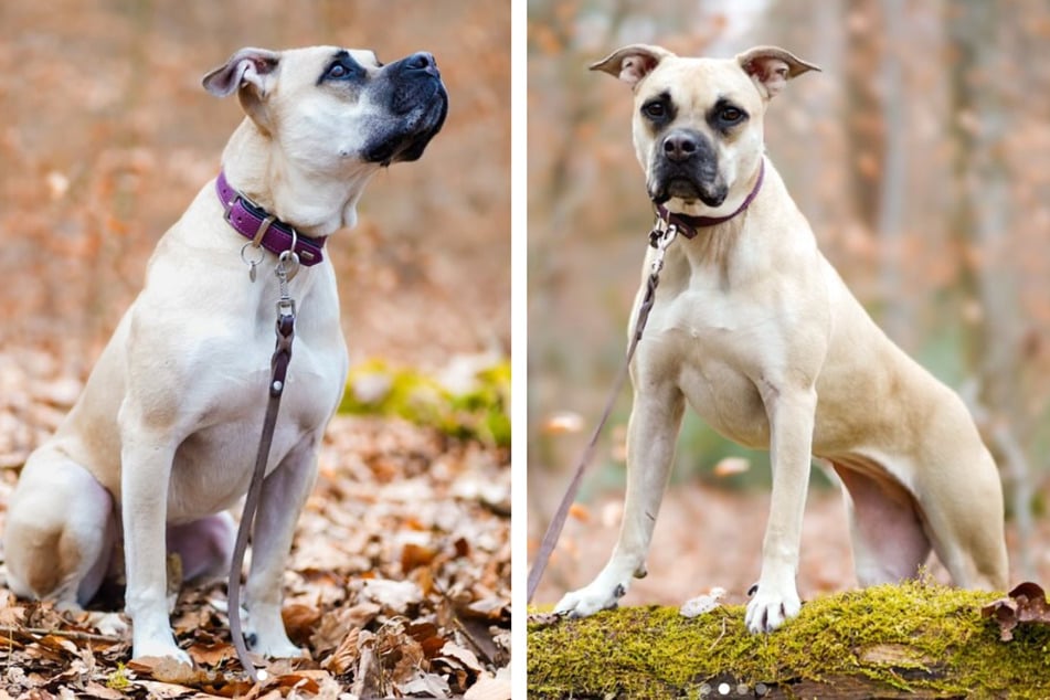 Der kluge Staff-Malinois-Mix sucht seine Lieblingsmenschen.