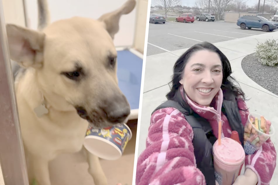 Ať už už jsou dospělí nebo ještě roztomilí štěňátka, každý čtyřnohý si potěší šálkem pro štěňata. Pro Julie to byl znak, že na světě ještě existuje dobro.