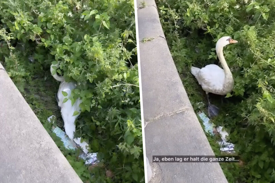 Erst hatte der Schwan im Gebüsch gelegen – doch dann sprang er plötzlich auf.