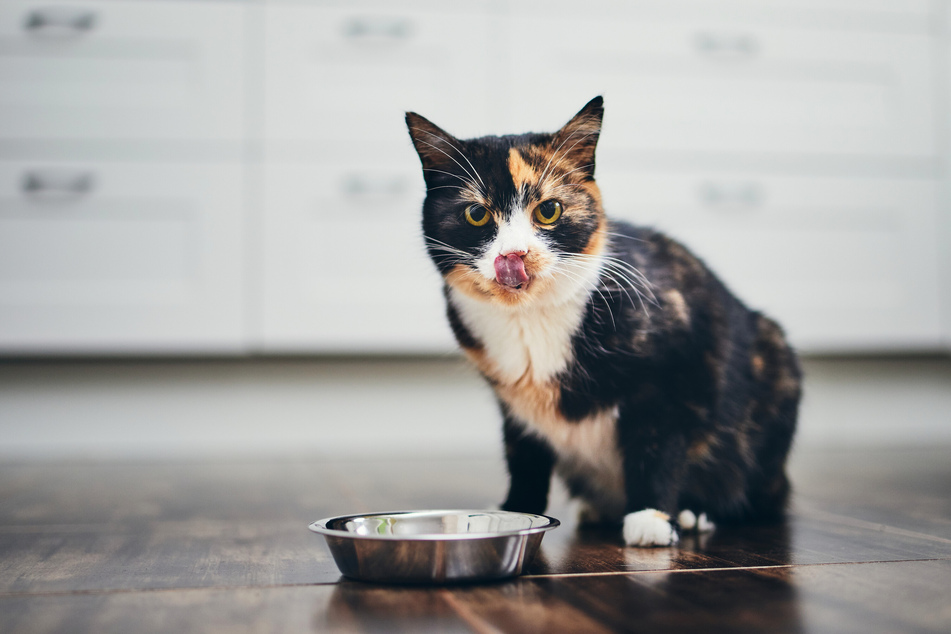 Vielen Katzenhaltern ist nicht bewusst, dass beliebte und gängige Marken ihren Stubentiger im schlimmsten Fall sehr krank machen können. (Symbolfoto)