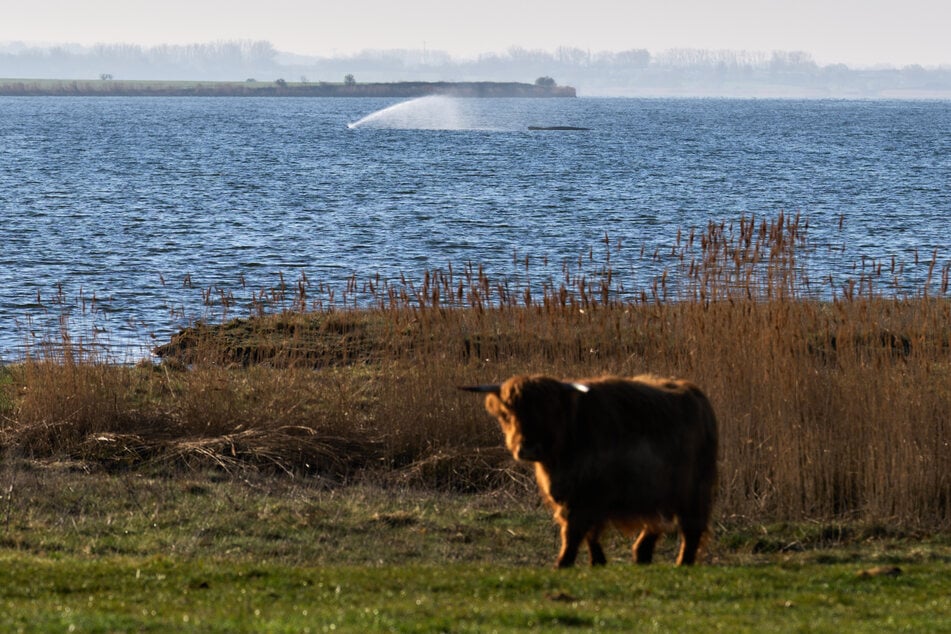Der Wal stellt laut dem Umweltministerium Mecklenburg-Vorpommern keine Gefahr für die Umwelt dar.