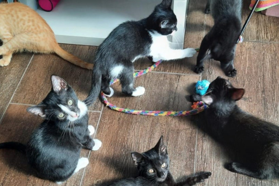 Bei einer Pflegefamilie in Leipzig warten mehrere Kitten auf neue Besitzer.